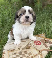 Thomas, a male Shih Tzu for sale in Middlebury, IN – 2 of 5
