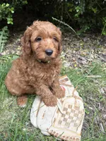 Ace, a male Miniature Goldendoodle for sale in Middlebury, IN – 3 of 4