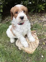 Anson, a male Miniature Goldendoodle for sale in Middlebury, IN – 3 of 4