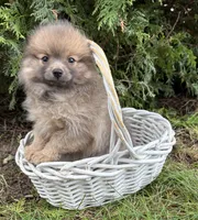 Zeke, a male Pomeranian for sale in Middlebury, IN – 3 of 4