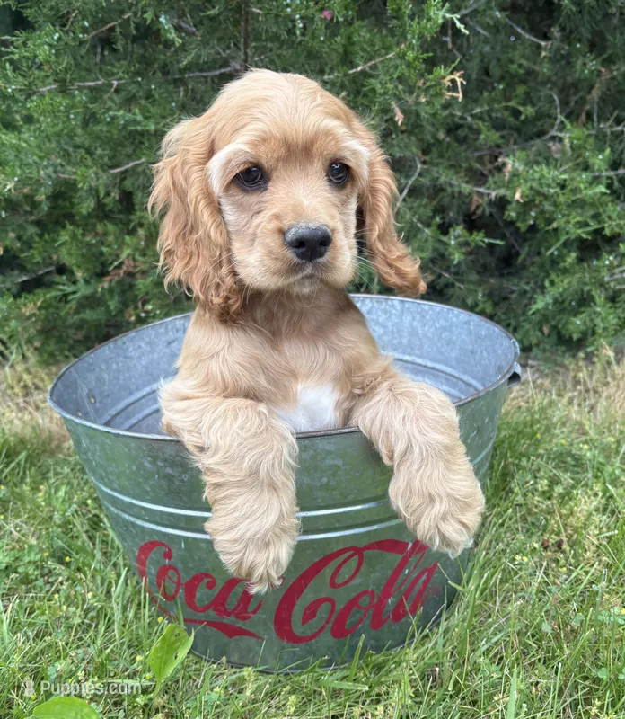 Jasper – Cocker Spaniel puppy for sale in Middlebury, IN