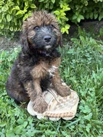 Mya, a female Whoodle for sale in Middlebury, IN – 4 of 4