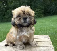 Juniper , a female Shih Tzu for sale in Middlebury, IN – 2 of 5