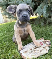 Dakota fluffy, a female French Bulldog for sale in Middlebury, IN – 4 of 4