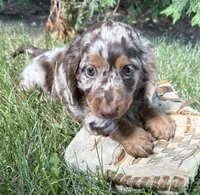 Asher , a male Dachshund for sale in Middlebury, IN – 4 of 5