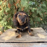 Demi, a female Dachshund for sale in Middlebury, IN – 2 of 4