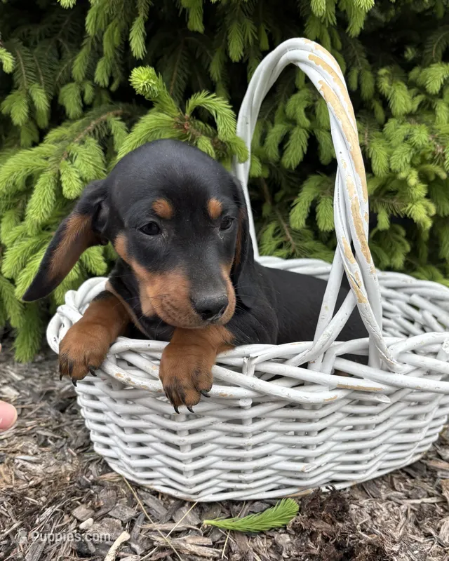 Hiram – Dachshund puppy for sale in Middlebury, IN
