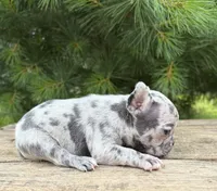 Sadie, a female French Bulldog for sale in Middlebury, IN – 4 of 5