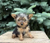 Jinger, a female Yorkshire Terrier for sale in Middlebury, IN – 2 of 4