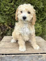 Jace, a male Bichpoo for sale in Middlebury, IN – 4 of 4