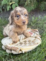 Colby, a male Dachshund for sale in Middlebury, IN – 5 of 5