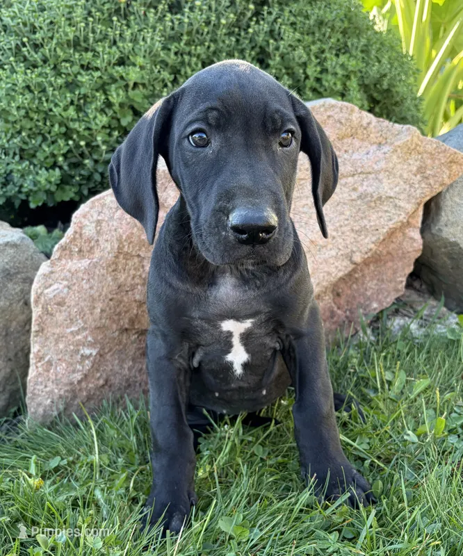 Eloise – Great Dane puppy for sale in Middlebury, IN