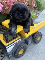 Knox, a male Shih Tzu for sale in Middlebury, IN – 3 of 5