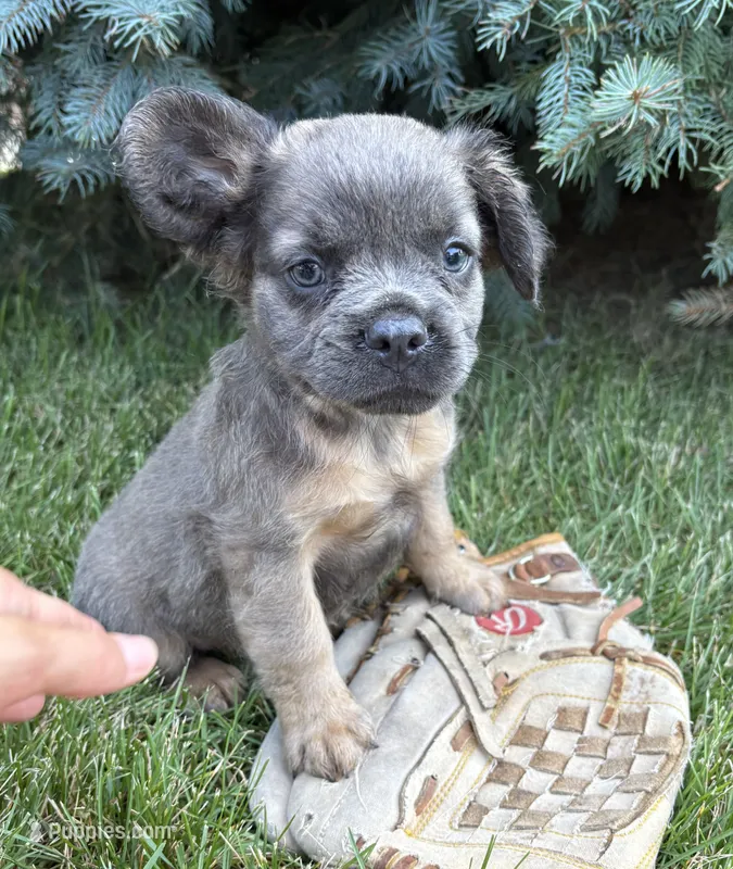 Dakota fluffy – French Bulldog puppy for sale in Middlebury, IN