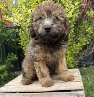 Dolly, a female Whoodle for sale in Middlebury, IN – 2 of 4
