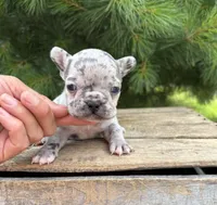 Sadie, a female French Bulldog for sale in Middlebury, IN – 2 of 5