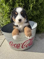 Bailey , a female Bernese Mountain Dog for sale in Middlebury, IN – 3 of 4