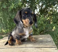 Ace, a male Miniature Dachshund for sale in Middlebury, IN – 2 of 5