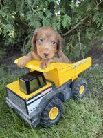 Calihan, a male Dachshund for sale in Middlebury, IN – 4 of 5