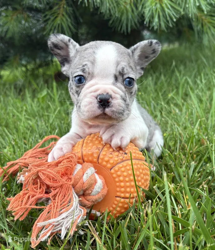 Sasha – French Bulldog puppy for sale in Middlebury, IN