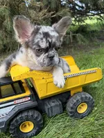 Kingston , a male French Bulldog for sale in Middlebury, IN – 3 of 5