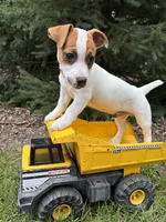 Riley, a male Jack Russell Terrier for sale in Middlebury, IN – 4 of 5