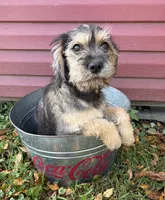 Tia, a female Schnoodle for sale in Middlebury, IN – 3 of 5
