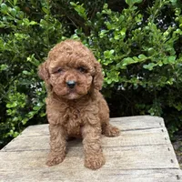 Zoey, a female Cockapoo for sale in Middlebury, IN – 3 of 4