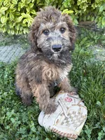 Hazel, a female Whoodle for sale in Middlebury, IN – 3 of 4