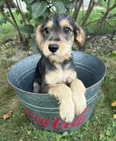 Theodore, a male Schnoodle for sale in Middlebury, IN – 2 of 4