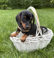 Echo , a male Dachshund for sale in Middlebury, IN – 2 of 4