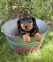 Monroe, a male Dachshund for sale in Middlebury, IN – 3 of 4