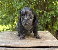 Truffles, a female Dachshund for sale in Middlebury, IN – 5 of 6