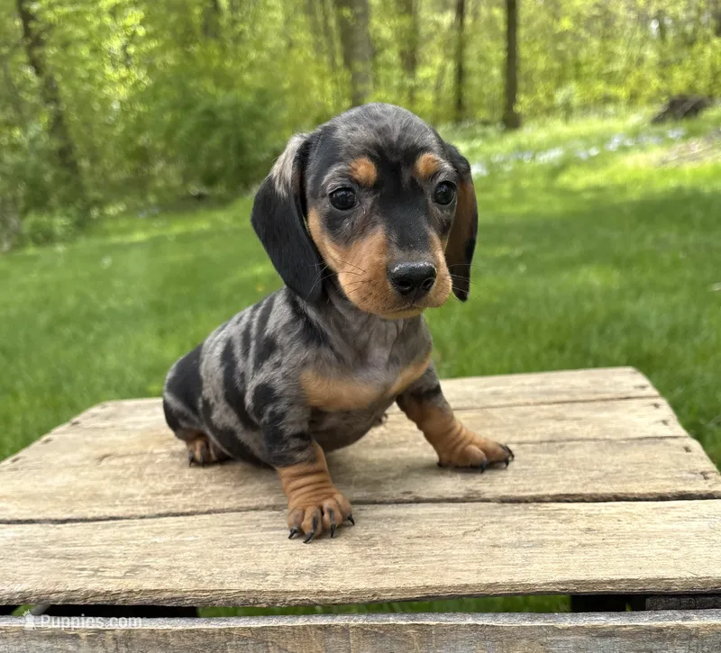 Harper – Dachshund puppy for sale in Middlebury, IN