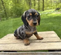Harper, a female Dachshund for sale in Middlebury, IN – 1 of 4