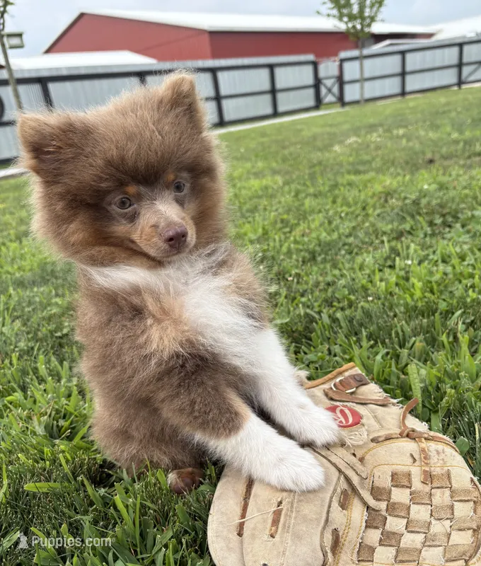Felix  – Pomeranian puppy for sale in Middlebury, IN
