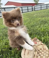 Felix , a male Pomeranian for sale in Middlebury, IN – 1 of 4