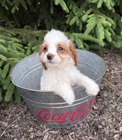 Claire, a female Miniature Bernedoodle and Miniature Goldendoodle for sale in Middlebury, IN – 4 of 4