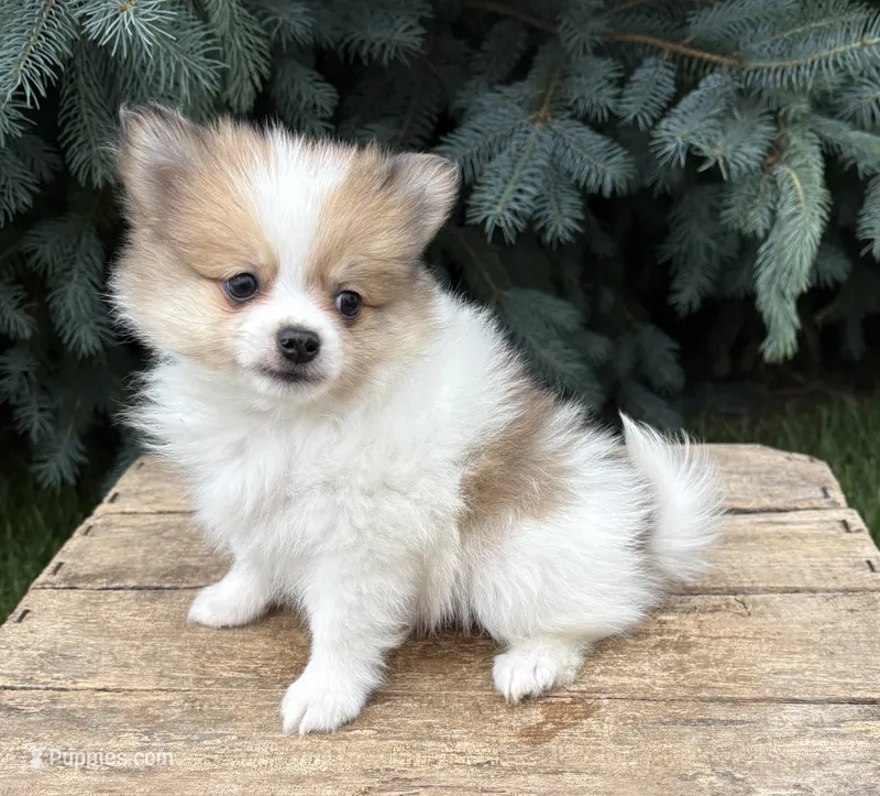 Knox  – Pomeranian puppy for sale in Middlebury, IN