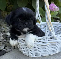 Kai, a male Shih Tzu for sale in Middlebury, IN – 2 of 6