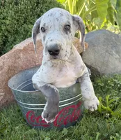 Emmett, a male Great Dane for sale in Middlebury, IN – 3 of 4
