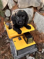 Oslo , a male Dachshund for sale in Middlebury, IN – Photo 5 of 5