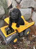 Oslo , a male Dachshund for sale in Middlebury, IN – Photo 1 of 5