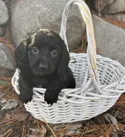 Oslo , a male Dachshund for sale in Middlebury, IN – Photo 2 of 5