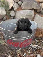 Oslo , a male Dachshund for sale in Middlebury, IN – Photo 3 of 5