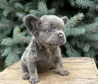 Darcy fluffy, a female French Bulldog for sale in Middlebury, IN – 3 of 5