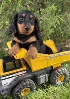 Milo, a male Dachshund for sale in Middlebury, IN – 2 of 5