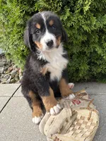 Bentley, a male Bernese Mountain Dog for sale in Middlebury, IN – 3 of 4