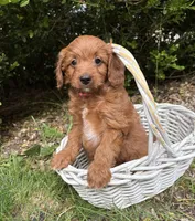 Arielle , a female Miniature Goldendoodle for sale in Middlebury, IN – 4 of 4