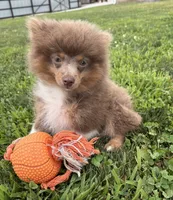 Felix , a male Pomeranian for sale in Middlebury, IN – 2 of 4